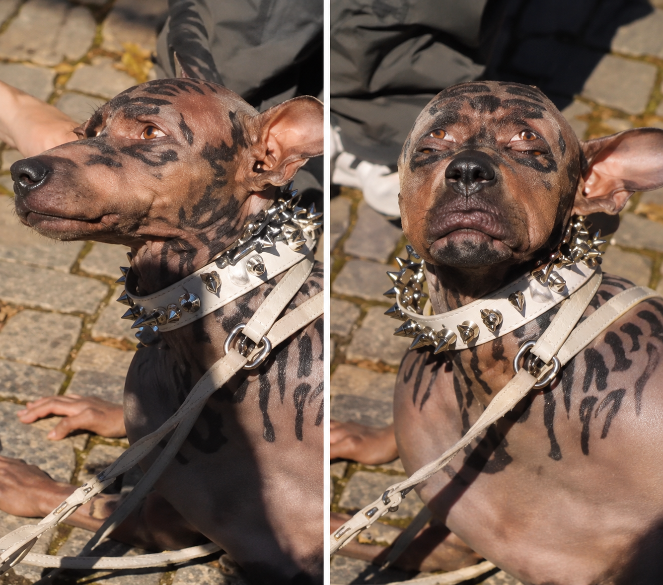 Did a Japanese Millionaire Really Turn Into a Dog? The Truth Behind the Viral Story and Why People Believe It